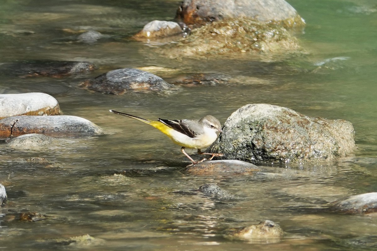 Gray Wagtail - ML625902053