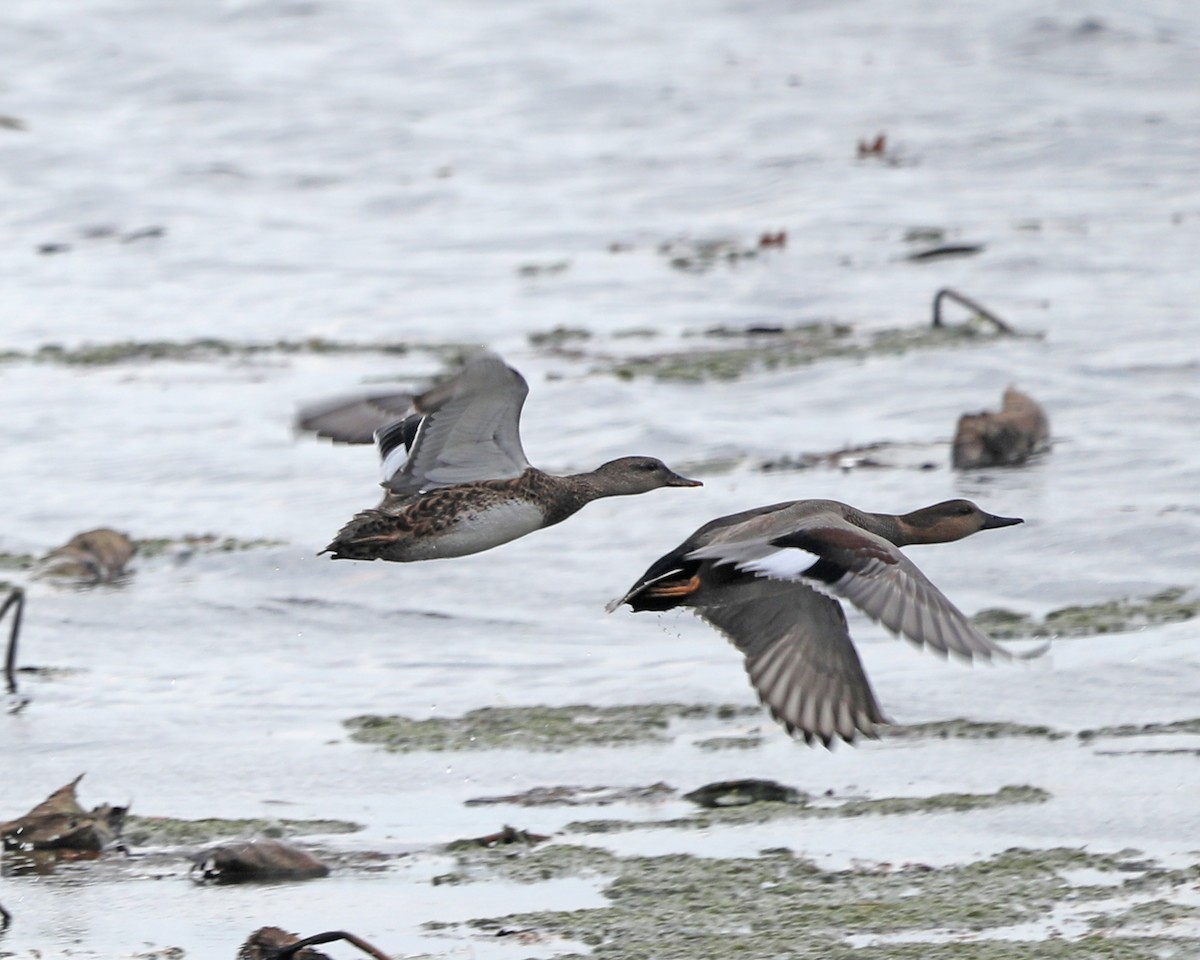 Gadwall - ML625902054