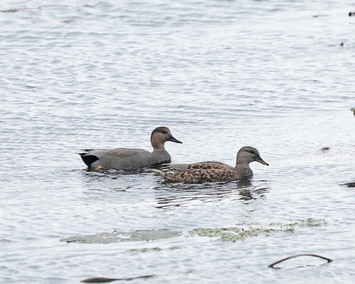 Gadwall - Susan Burkhart