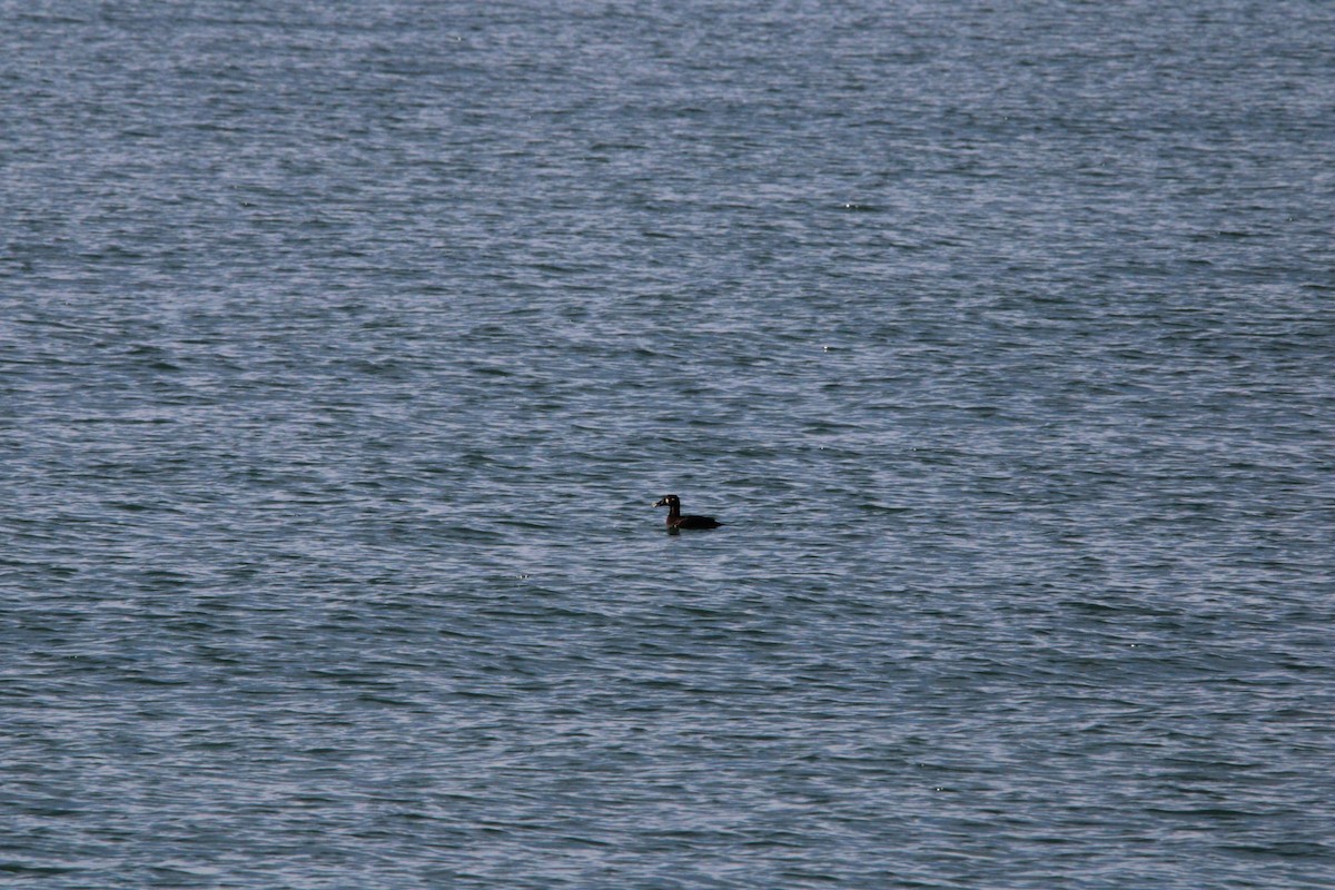 White-winged Scoter - ML625902058