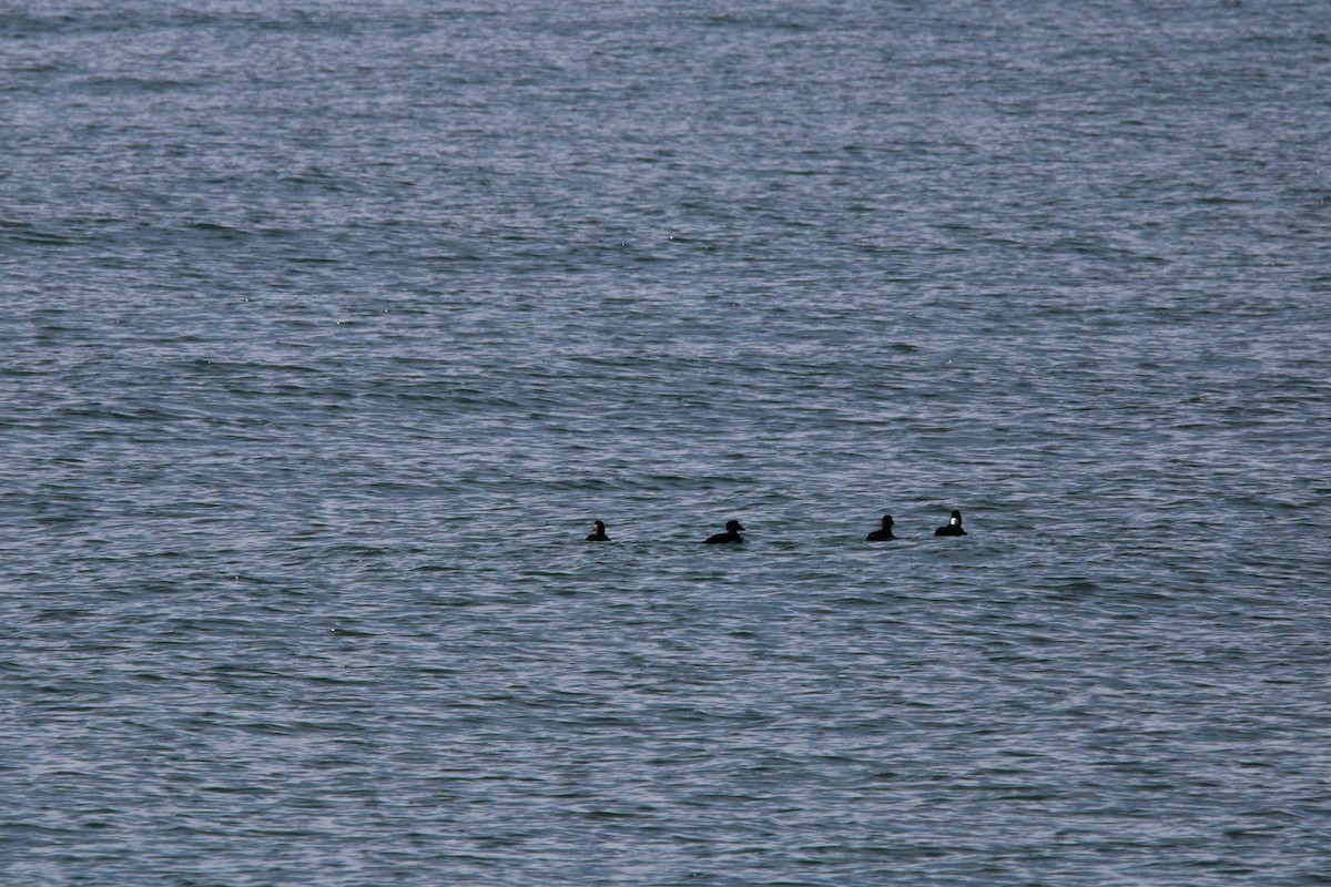 White-winged Scoter - ML625902059