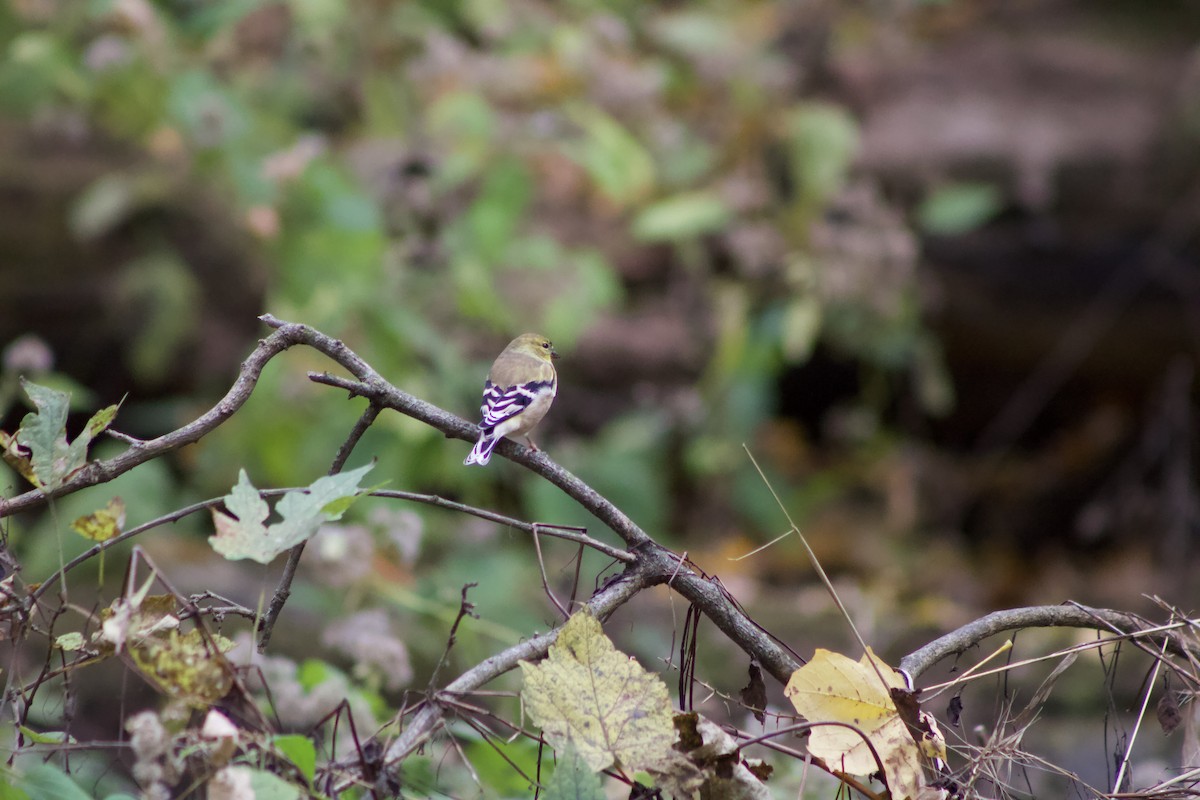 American Goldfinch - ML625902060