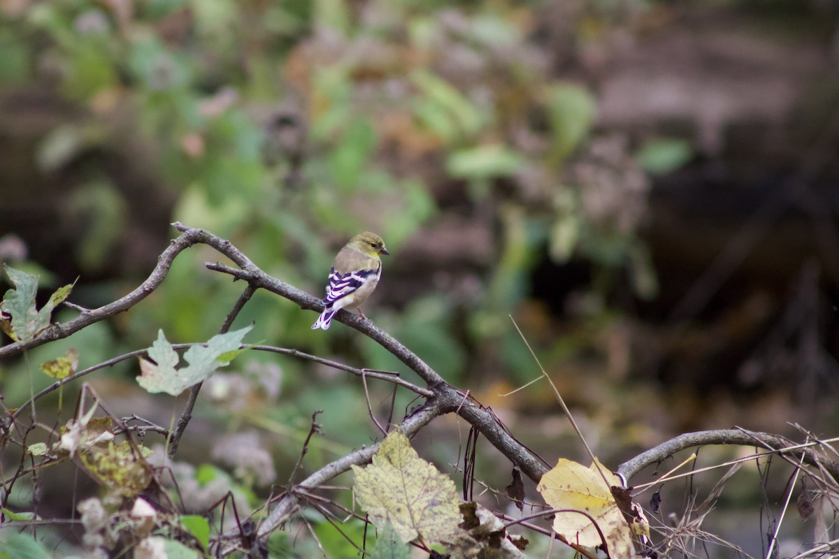 American Goldfinch - ML625902061