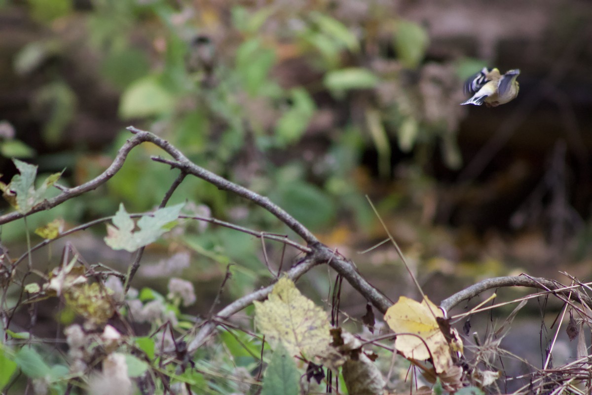 American Goldfinch - ML625902062