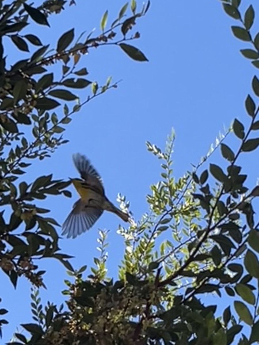 Townsend's Warbler - ML625902063