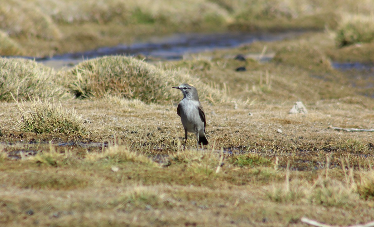 Ochre-naped Ground-Tyrant - ML625902064