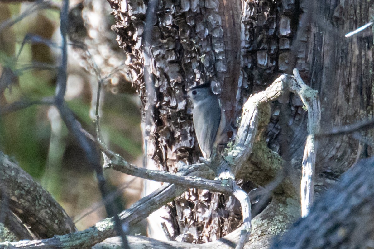 Black-crested Titmouse - ML625902065