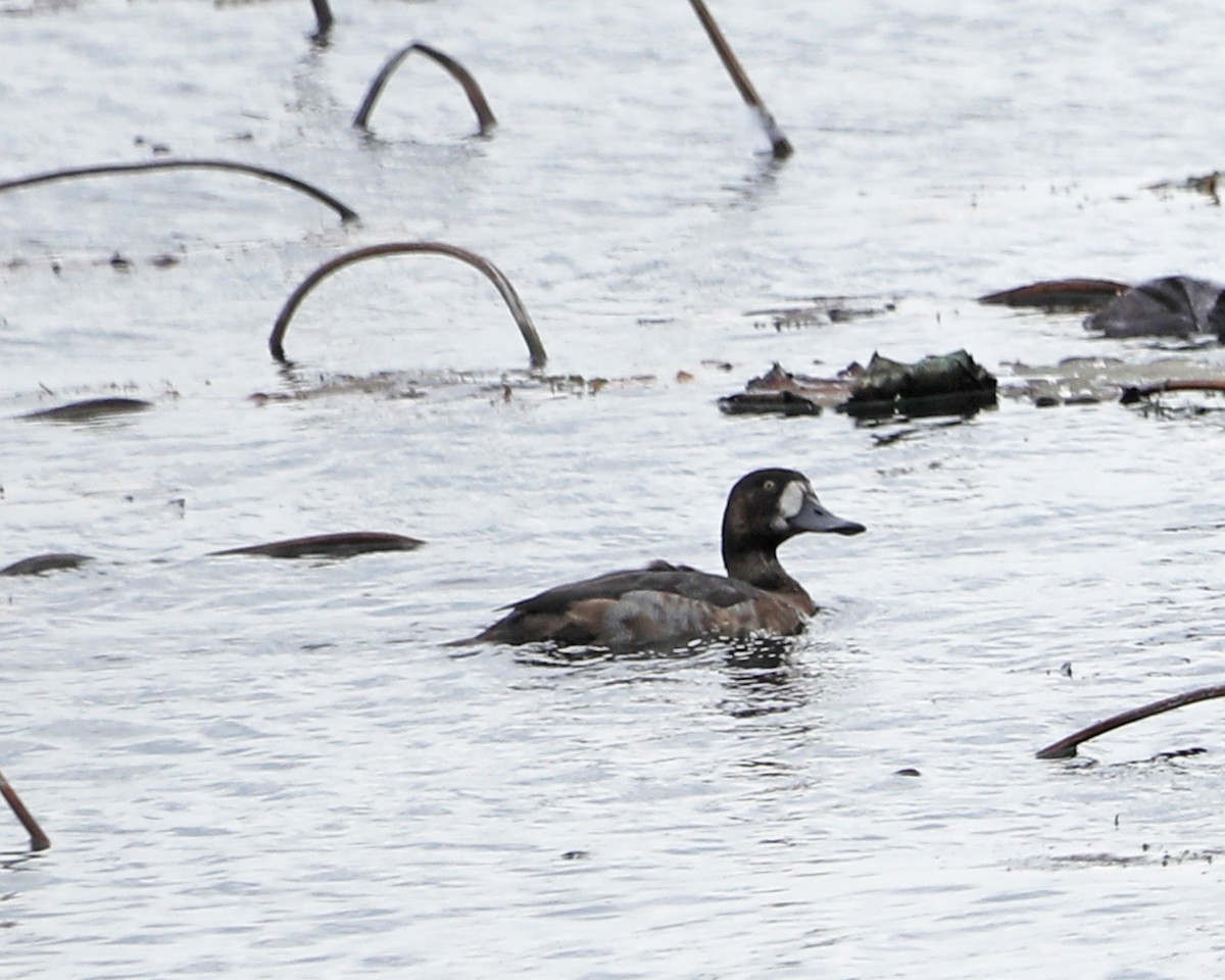 Greater Scaup - ML625902066