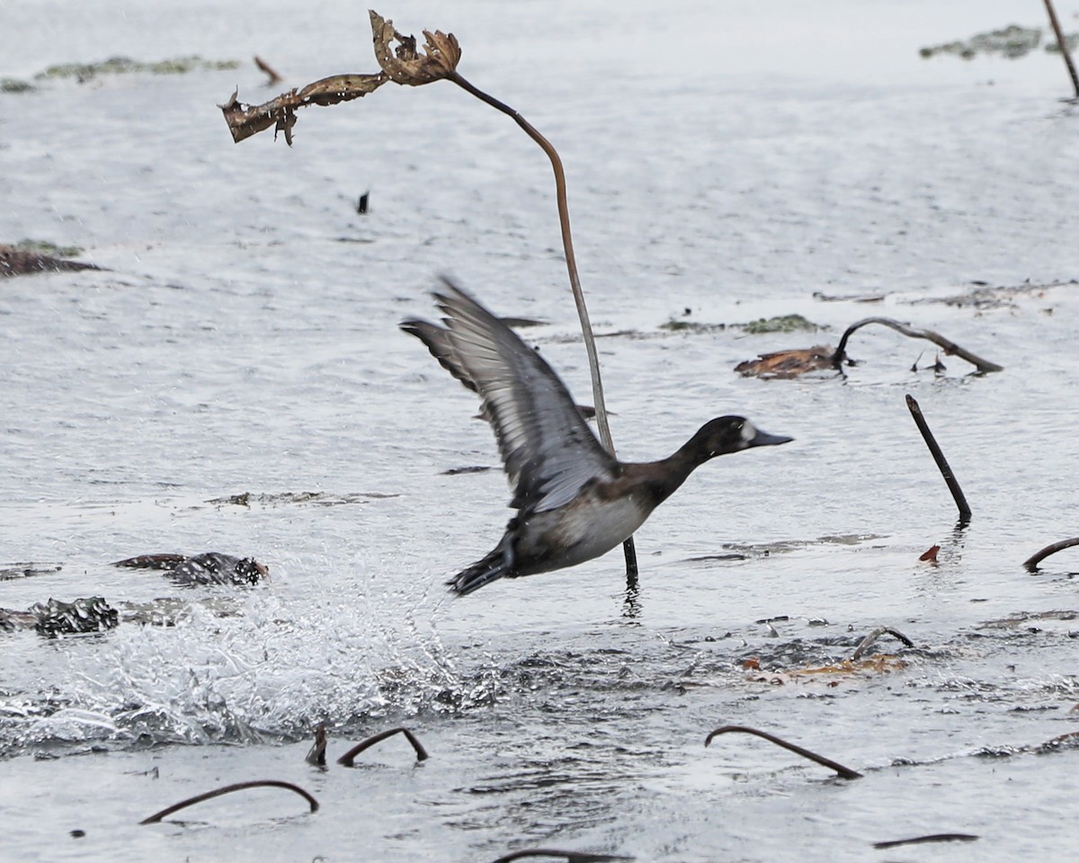 Greater Scaup - ML625902067