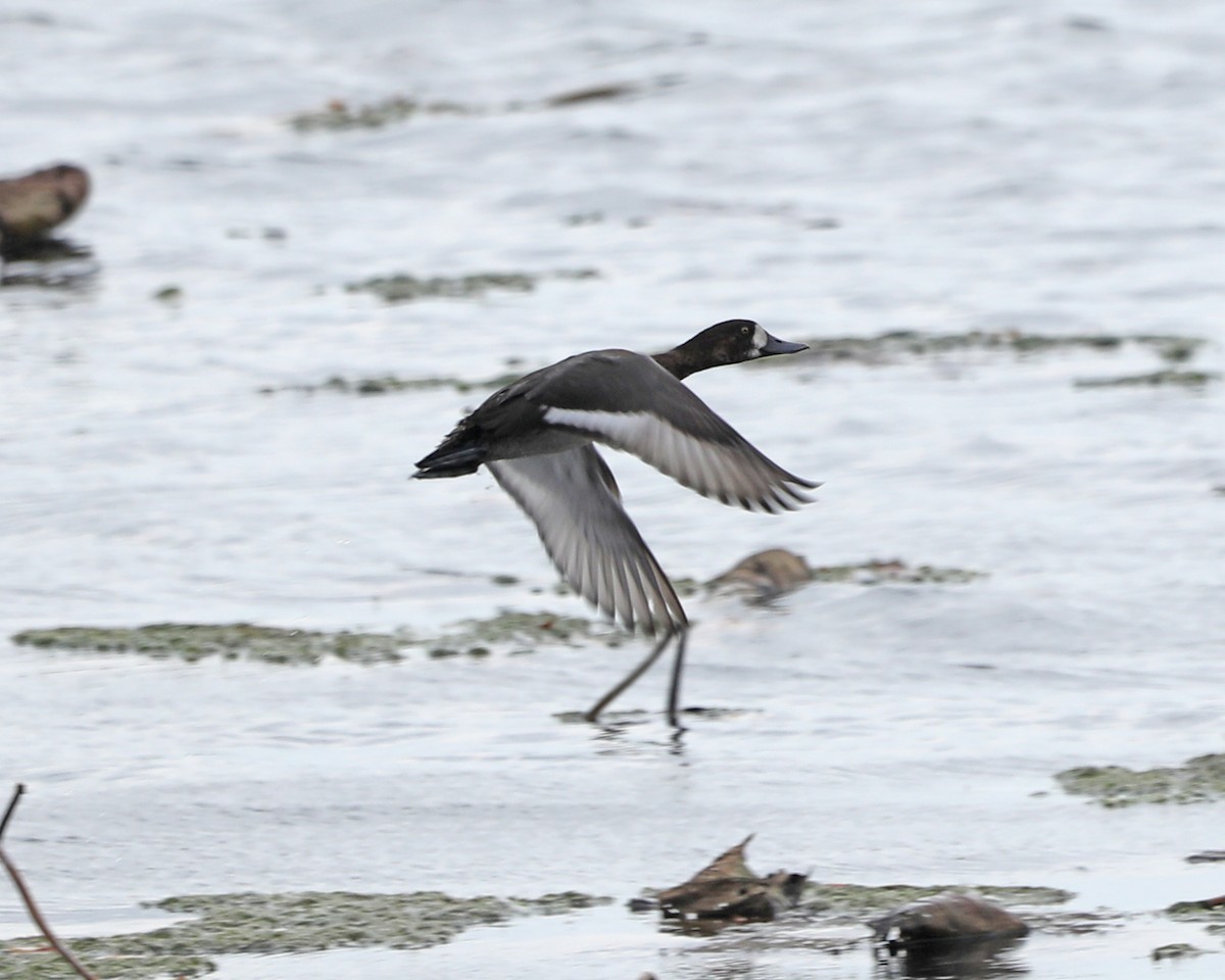 Greater Scaup - Susan Burkhart