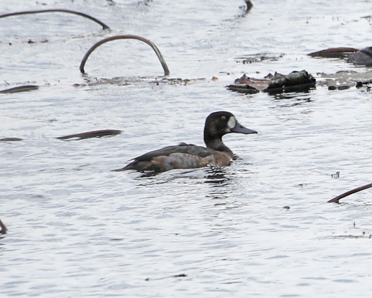 Greater Scaup - ML625902069