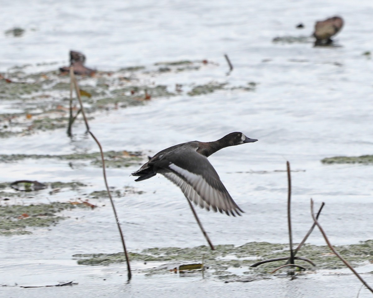 Greater Scaup - ML625902070