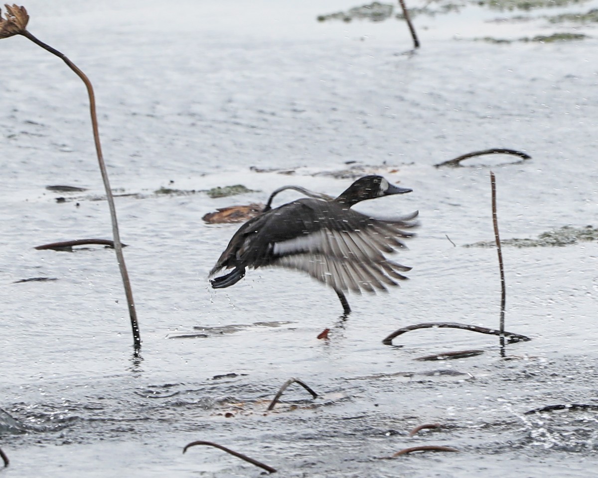 Greater Scaup - ML625902071