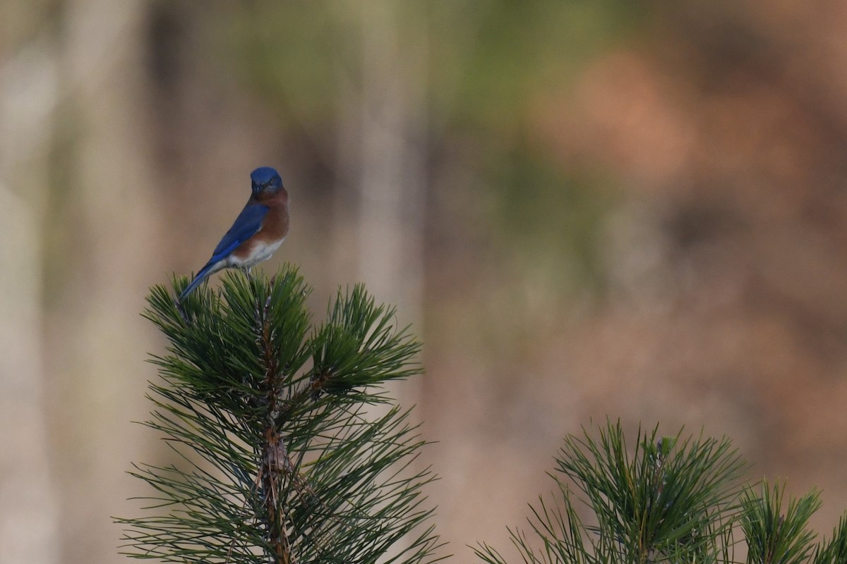 Eastern Bluebird - ML625902074