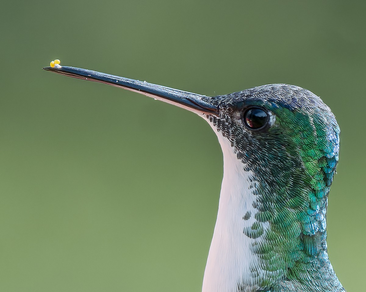 Andean Emerald - ML625902075