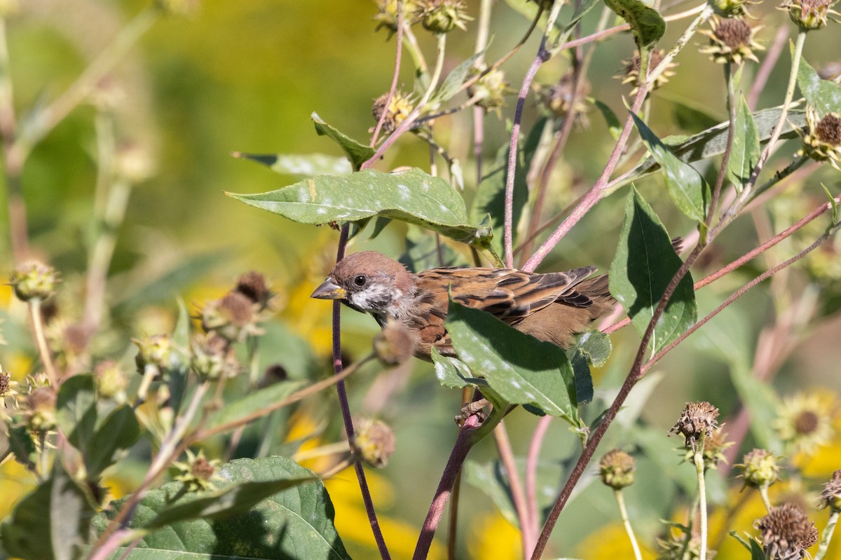 Eurasian Tree Sparrow - ML625902076