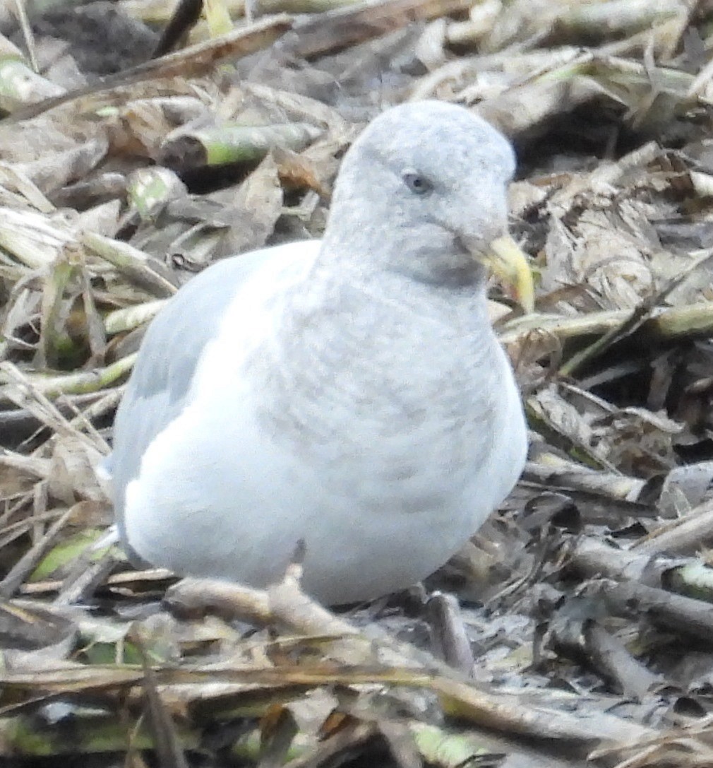 gull sp. - ML625902079