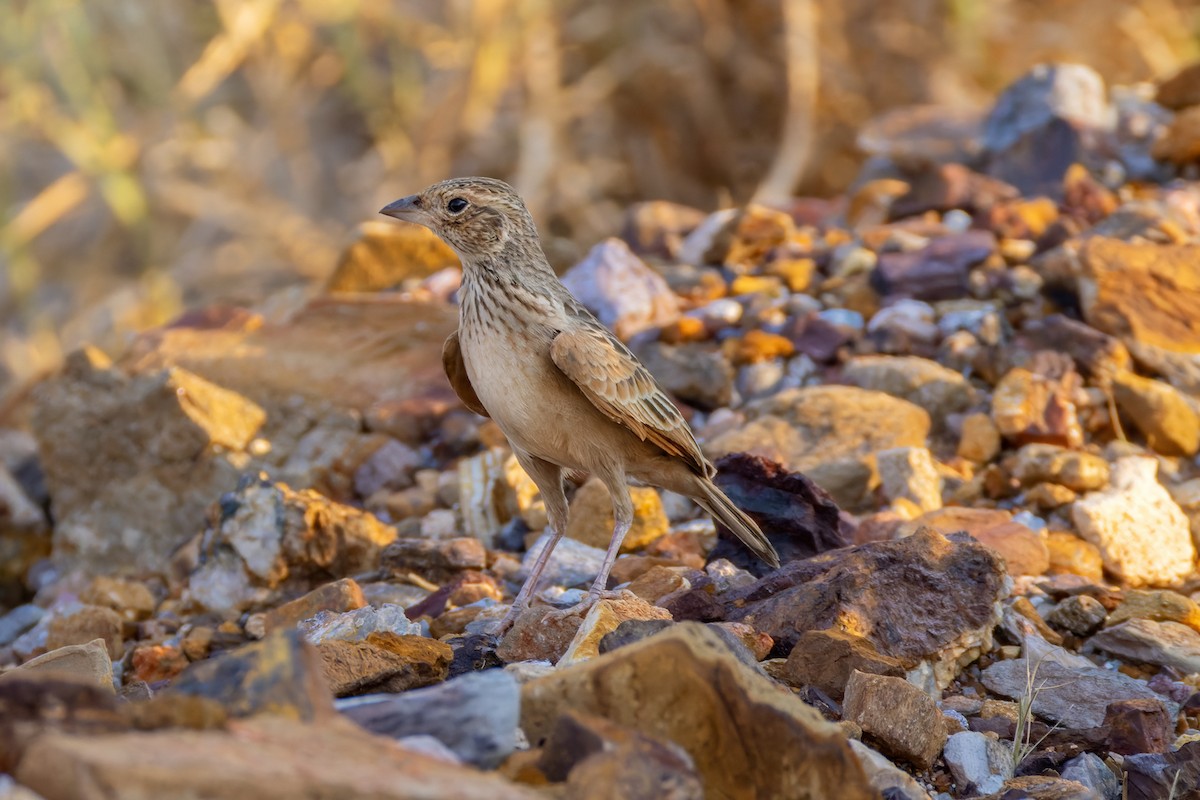 Singing Bushlark - ML625902095