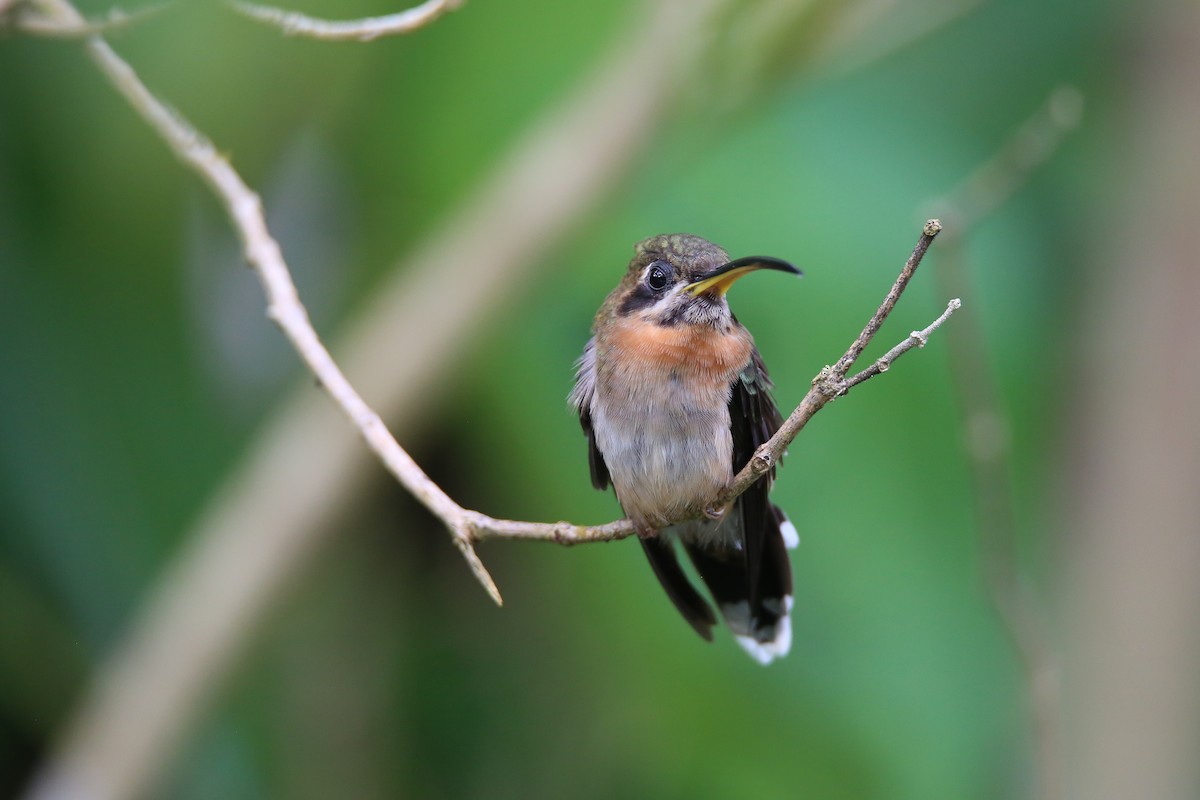 Band-tailed Barbthroat - Christian H. Schulze