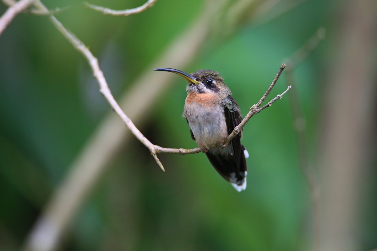 Band-tailed Barbthroat - Christian H. Schulze