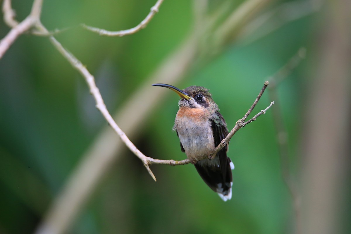 Band-tailed Barbthroat - ML625902120