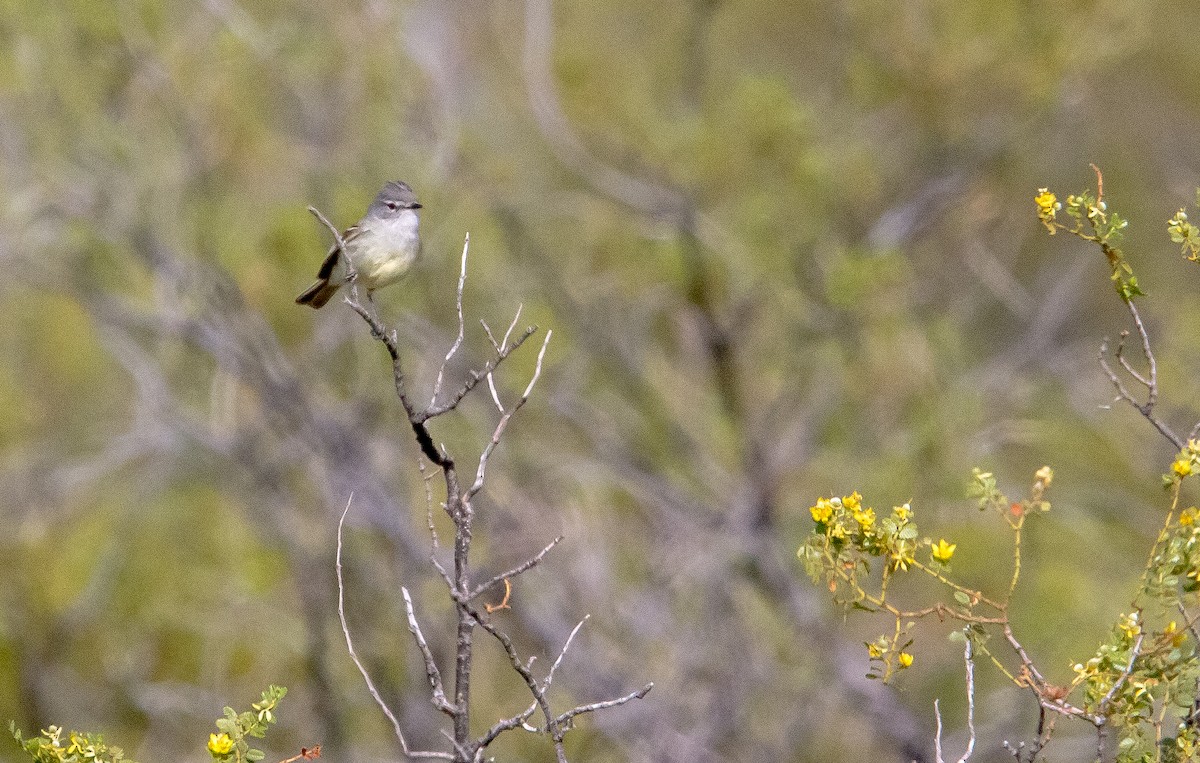 Straneck's Tyrannulet - ML625902128