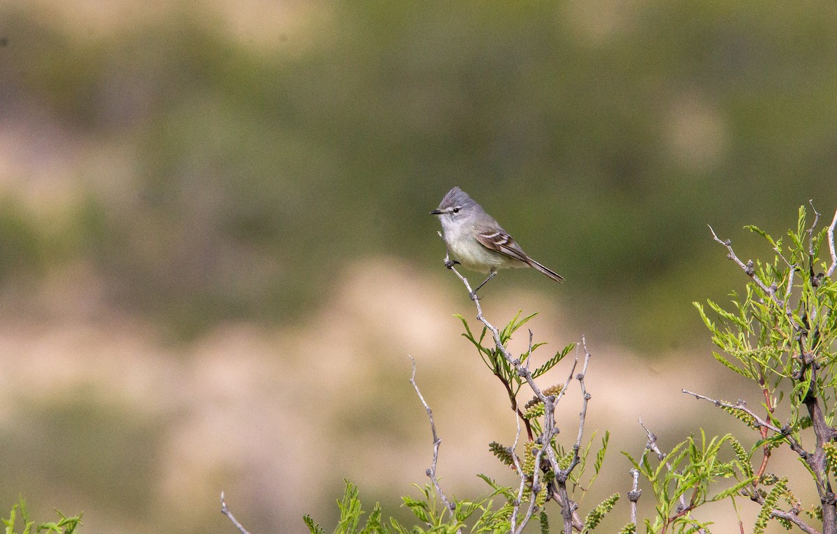 Straneck's Tyrannulet - ML625902130