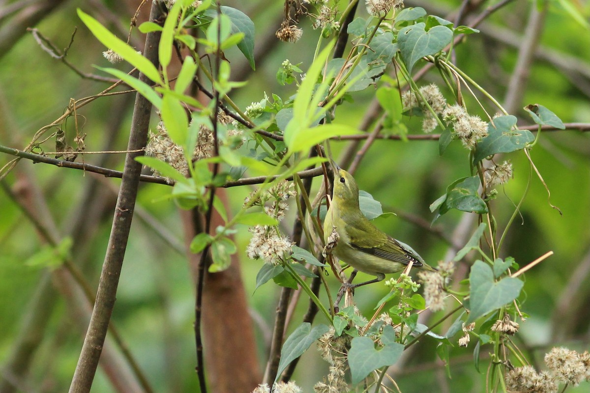 Tennessee Warbler - Oscar Johnson