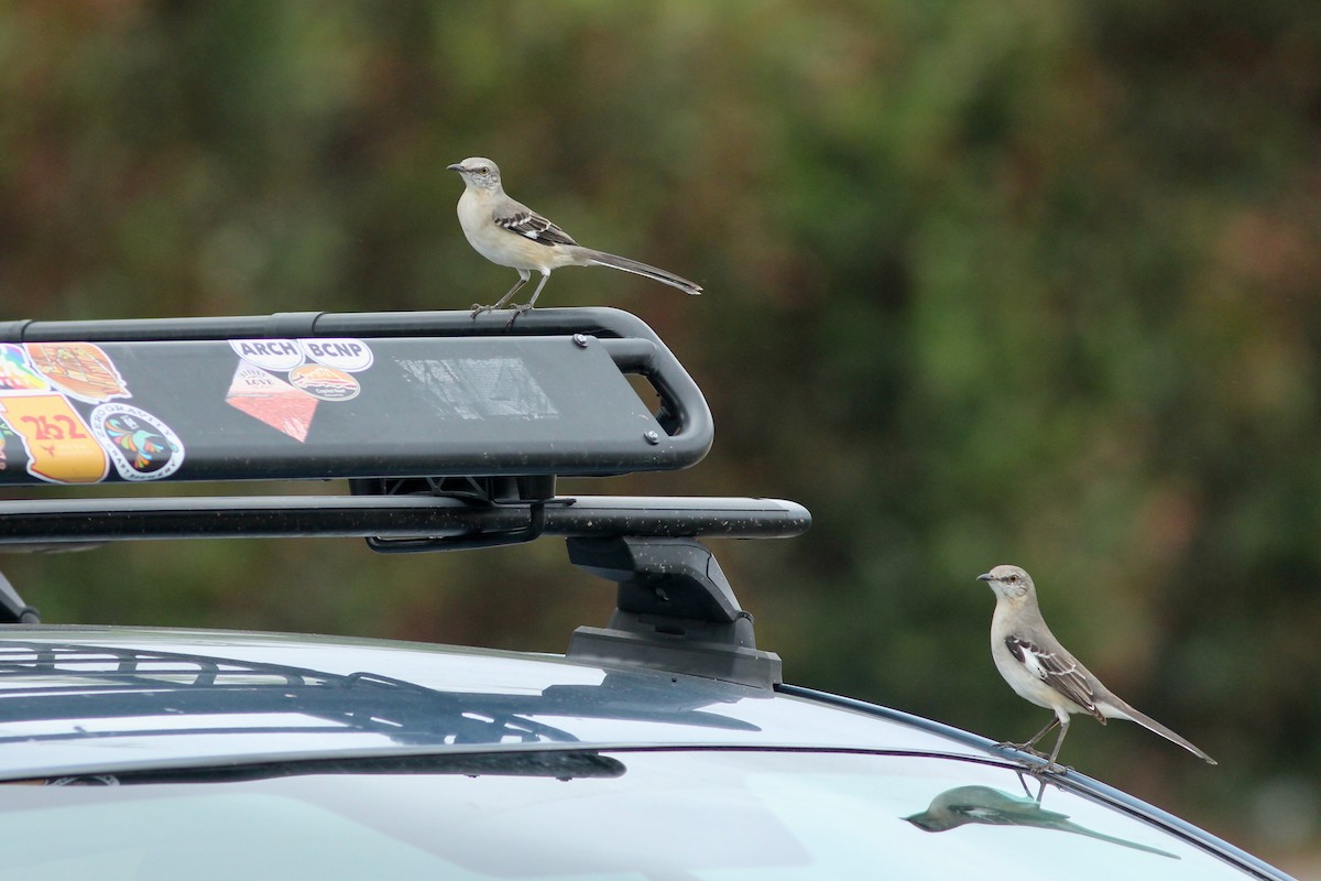 Northern Mockingbird - ML625902132