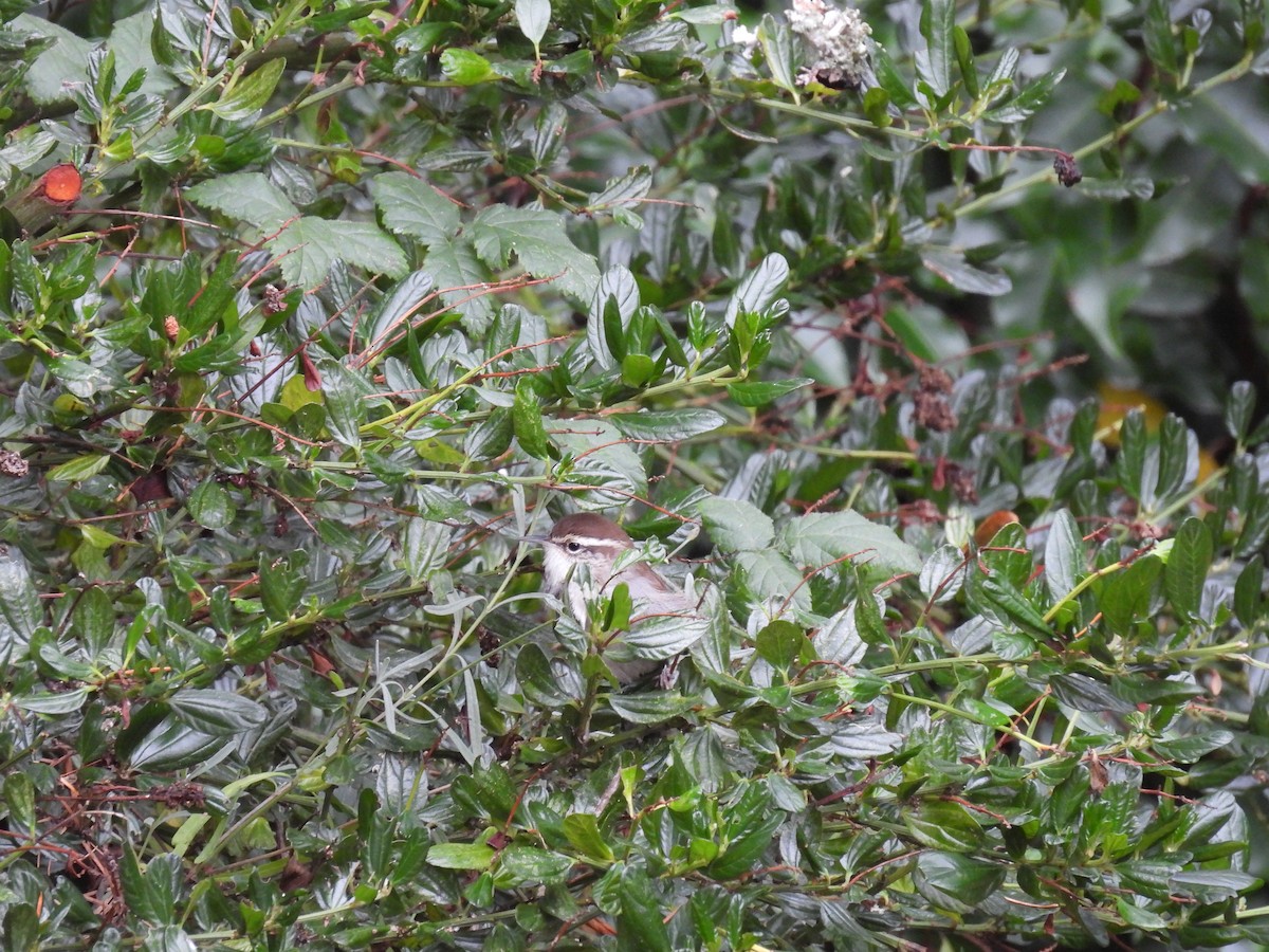 Bewick's Wren - ML625902133