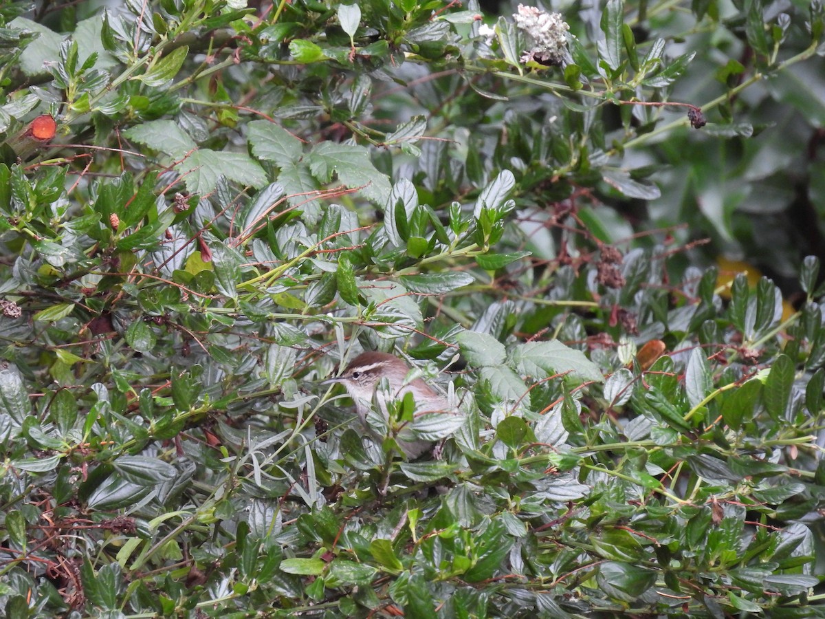 Bewick's Wren - ML625902134