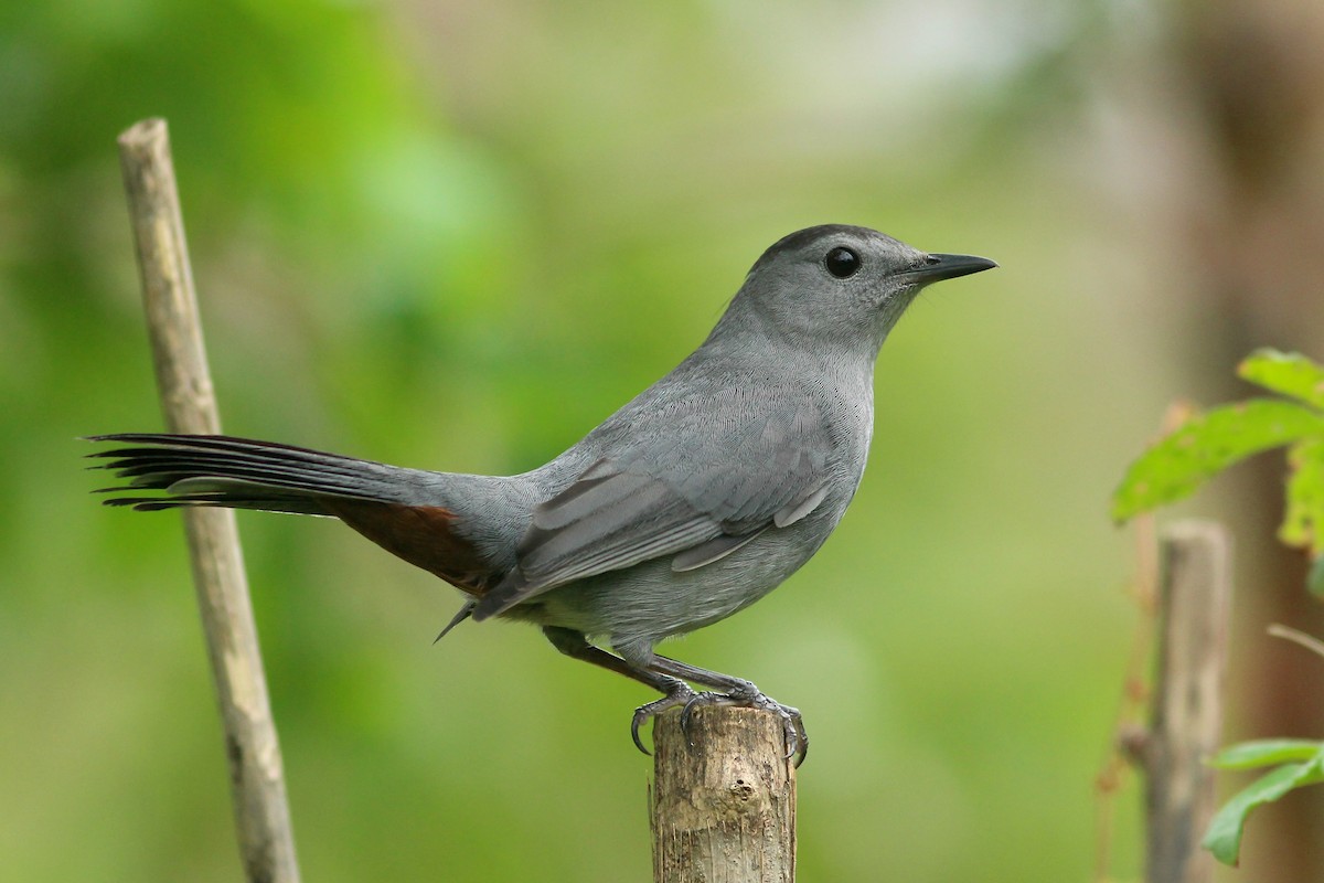 Gray Catbird - ML625902135