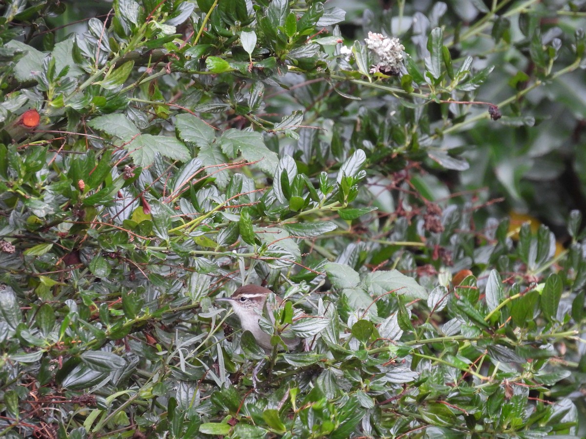 Bewick's Wren - ML625902136