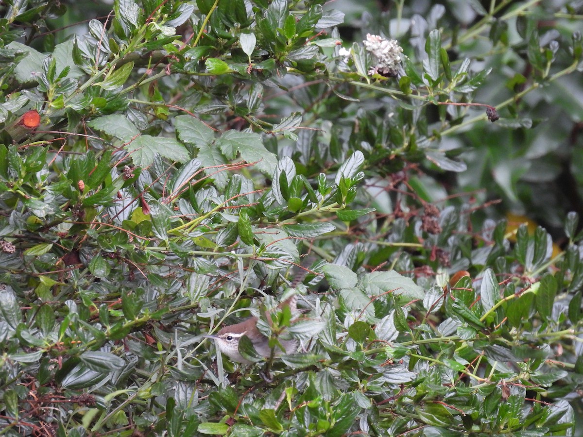 Bewick's Wren - ML625902137