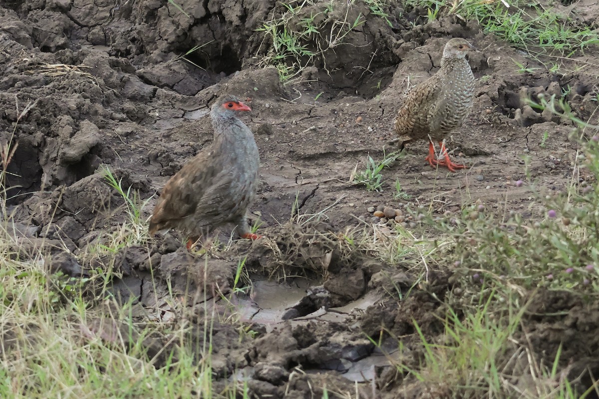 Red-necked Spurfowl - ML625902138