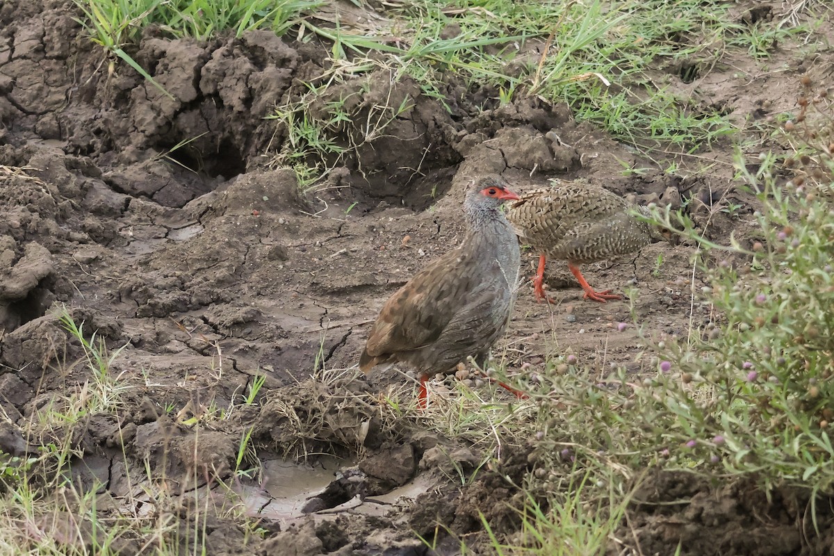 Red-necked Spurfowl - ML625902139
