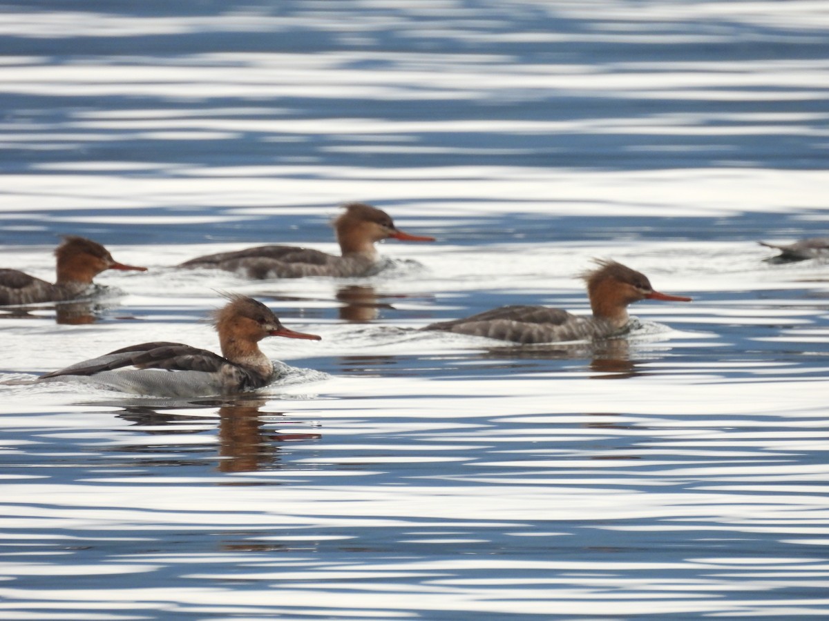 Red-breasted Merganser - ML625902140