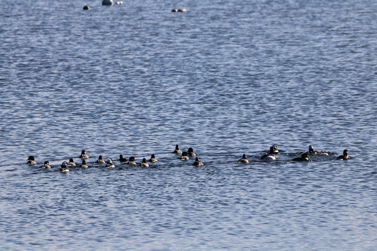 Bufflehead - ML625902141