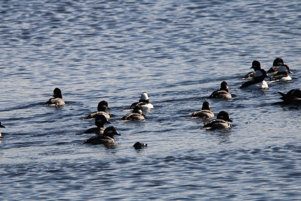 Bufflehead - ML625902142