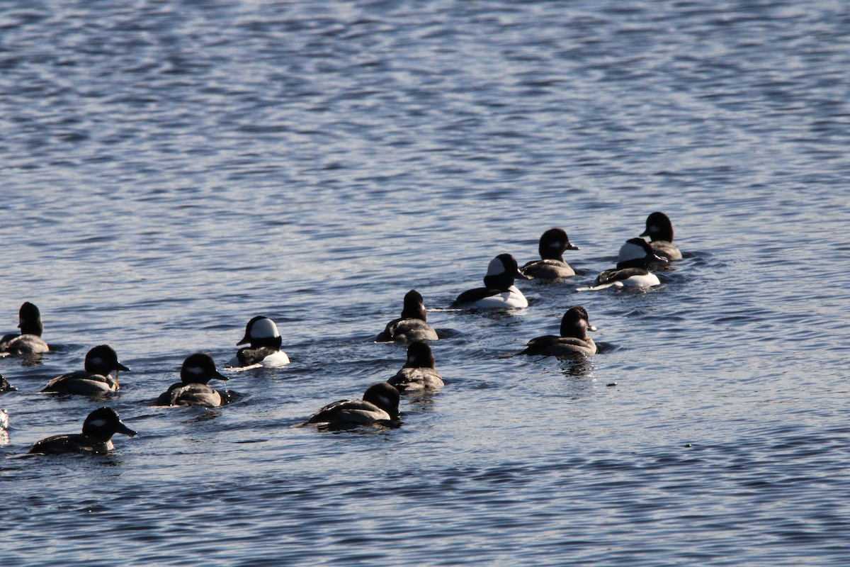 Bufflehead - ML625902143