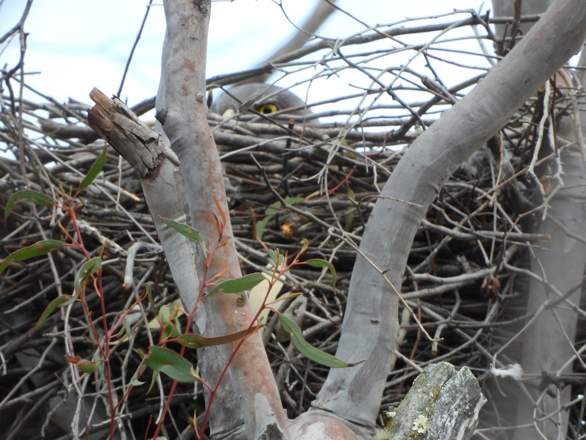 Brown Goshawk - ML625902144