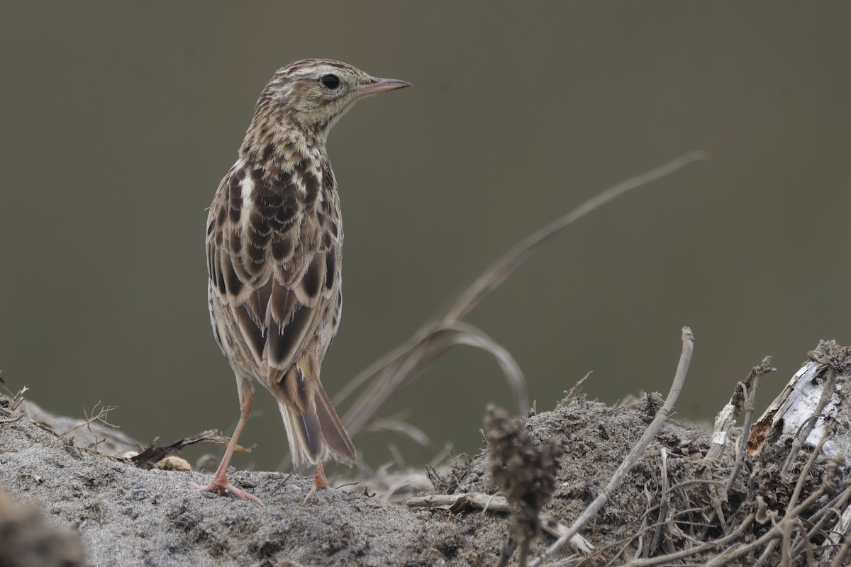 Peruvian Pipit - ML625902145