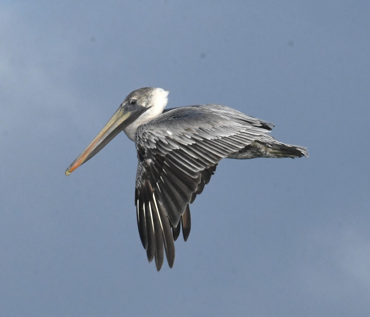 Brown Pelican - ML625902146