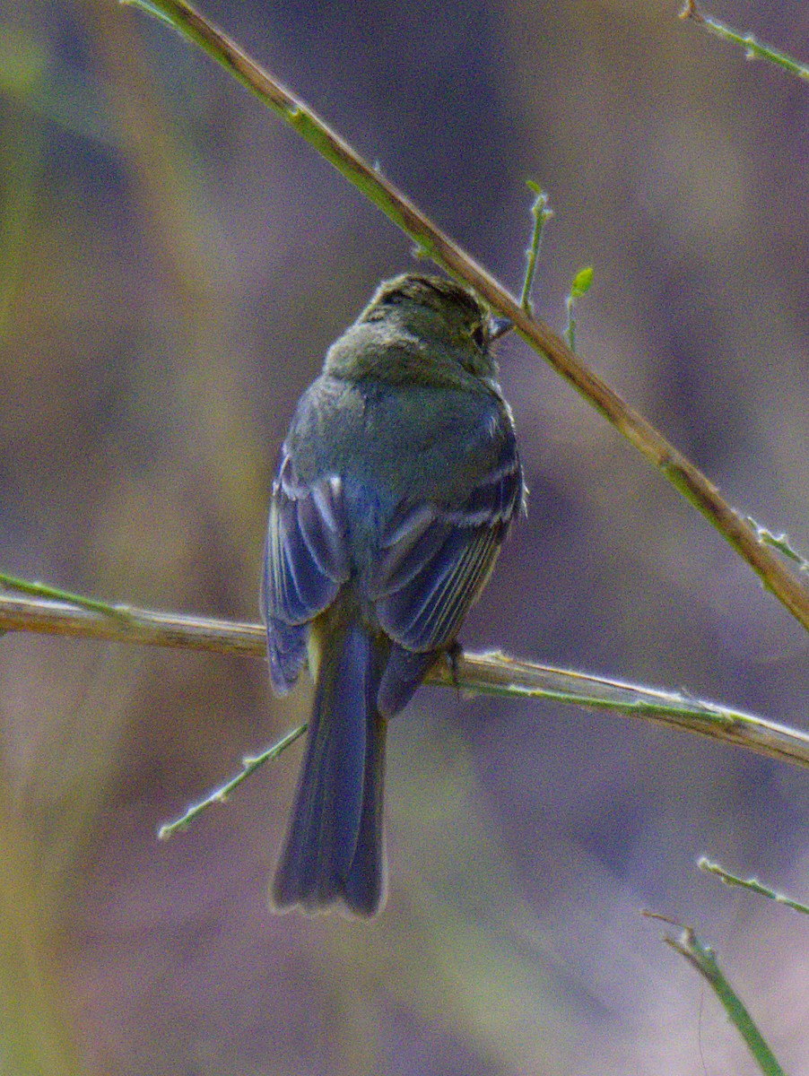 Western Flycatcher (Pacific-slope) - ML625902148