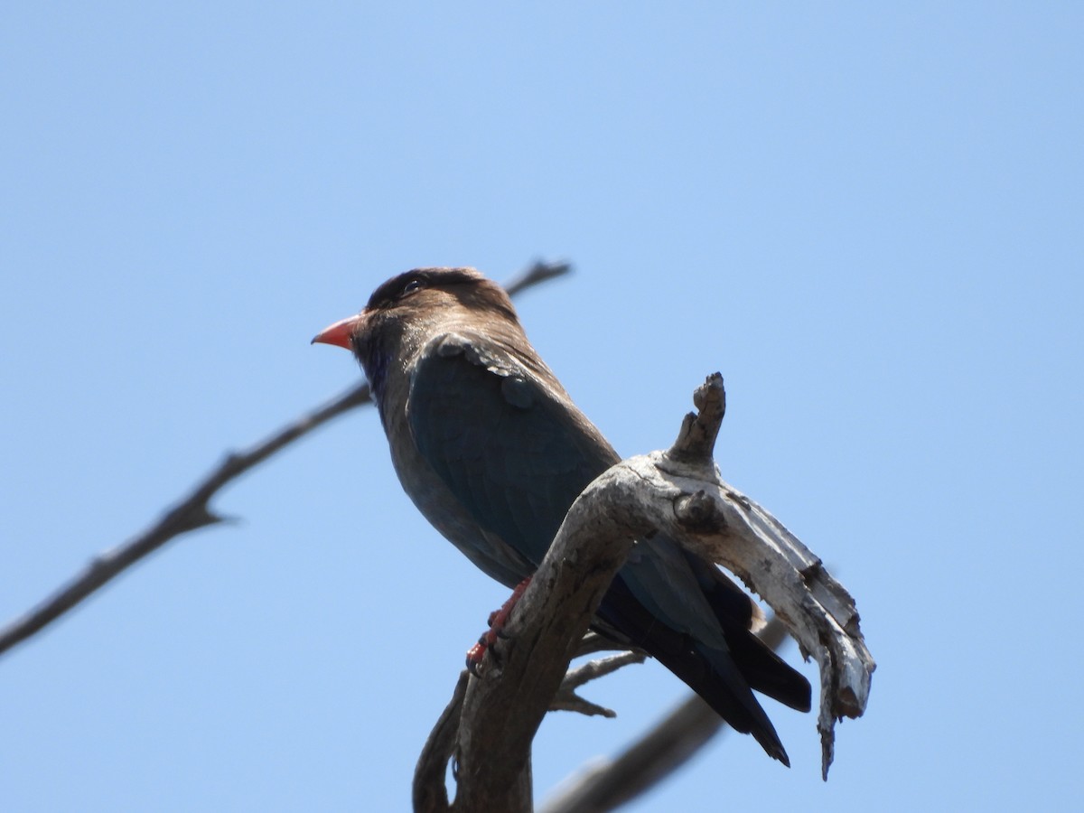 Dollarbird - Line Perrins