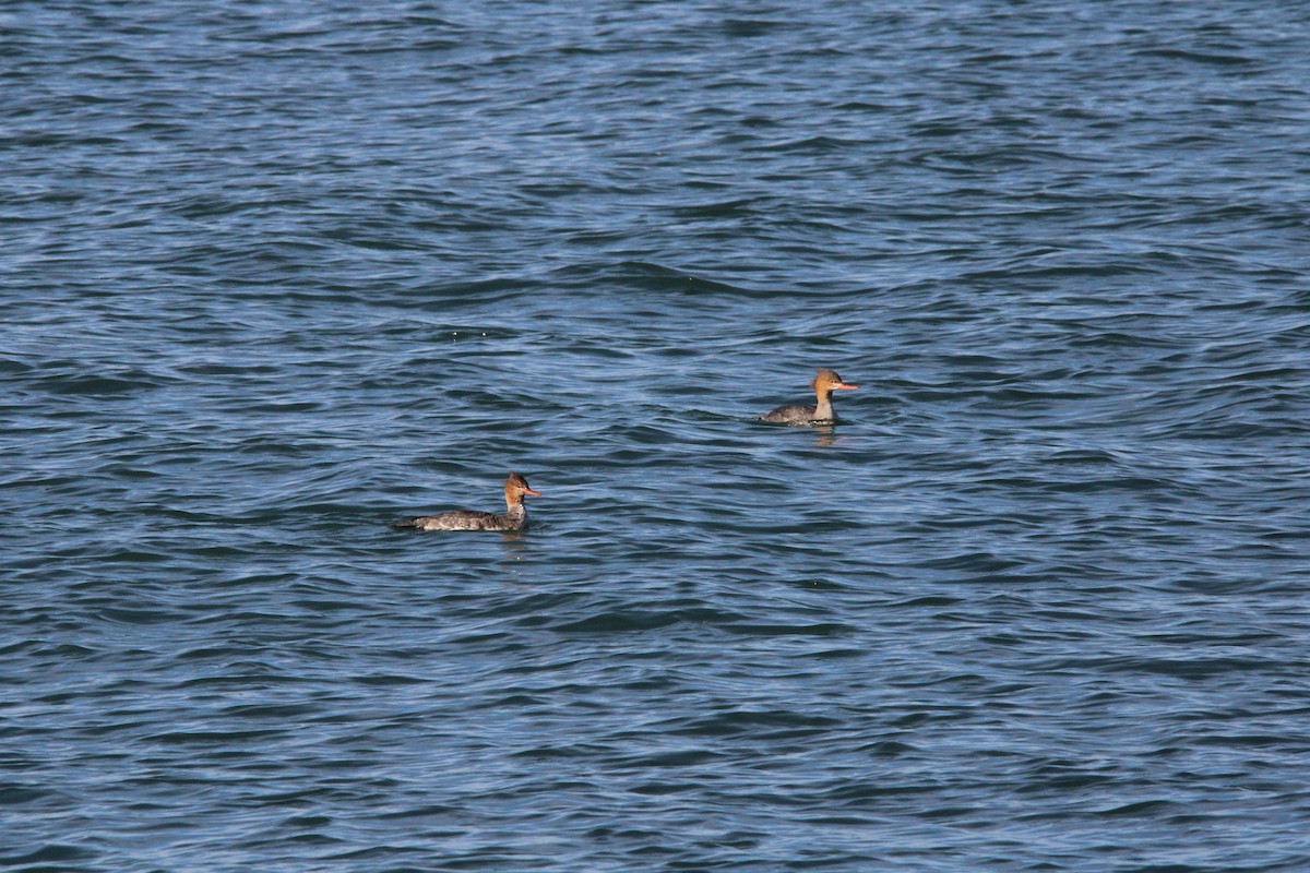 Red-breasted Merganser - ML625902150