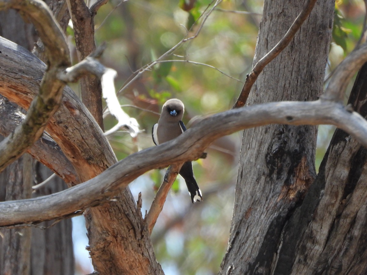 Dusky Woodswallow - ML625902151