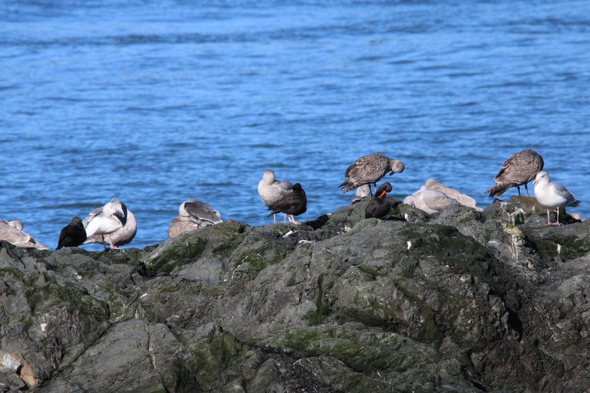 Black Oystercatcher - ML625902154