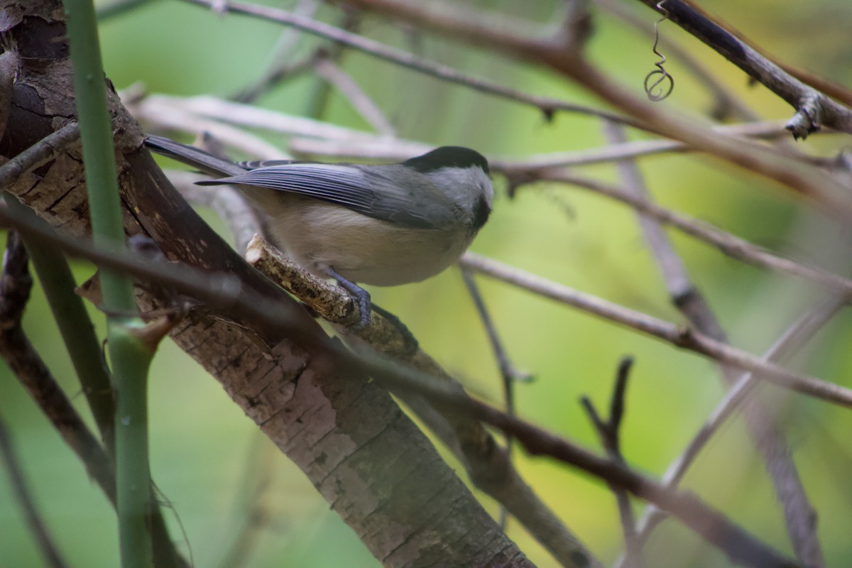 Carolina Chickadee - ML625902155