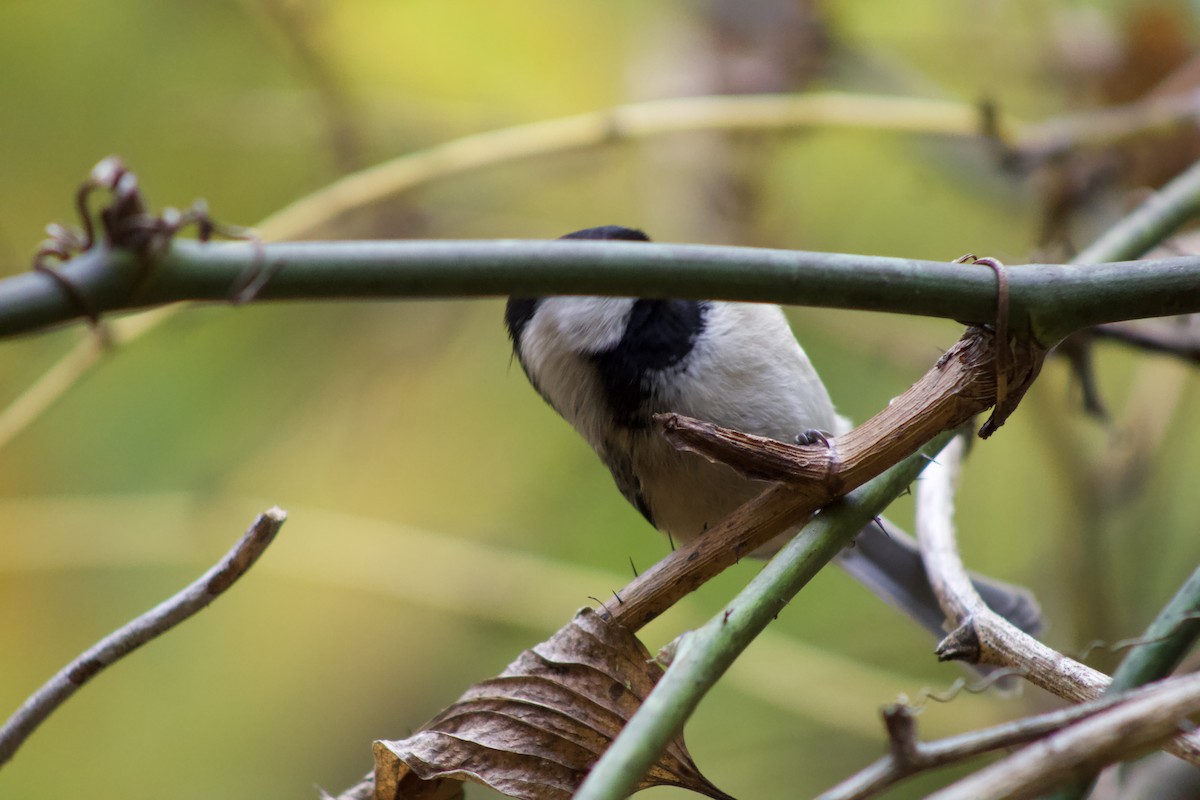 Carolina Chickadee - ML625902156